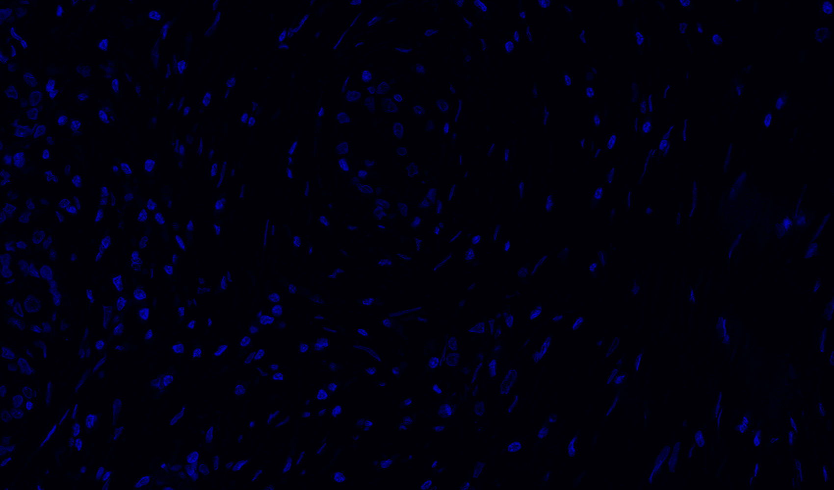 DAPI