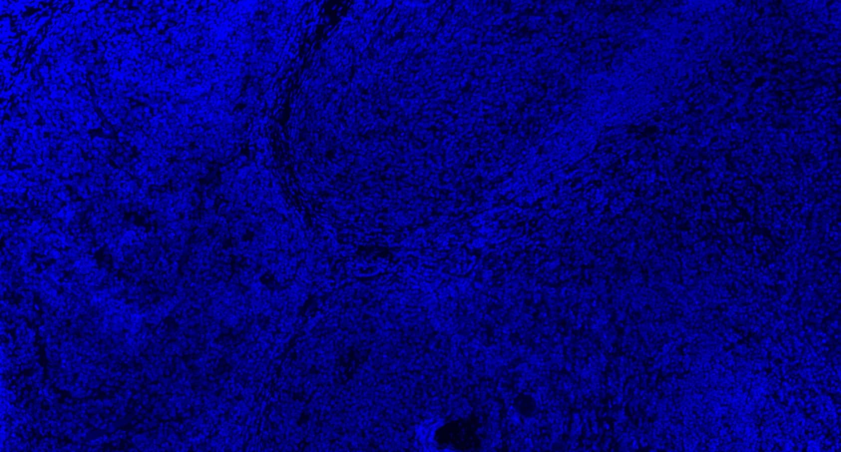 DAPI